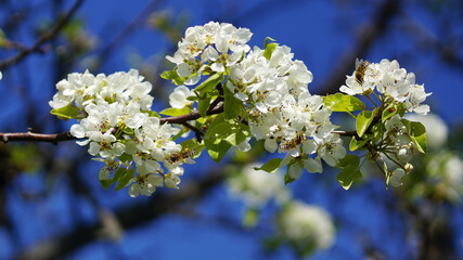 Apfelblüte