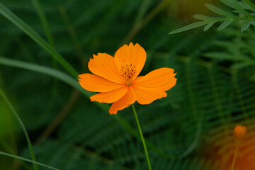Mexican asters or cosmos flowers in the center of the frame.