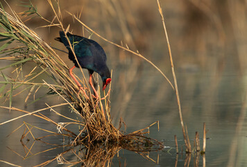 Grey-headed Swamphen in its habitat at Asker Marsh, Bahrain