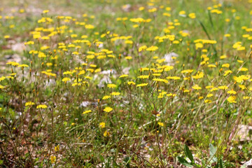 Obraz premium Yellow dandelions growing in a field. Selective focus.