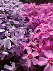 close up of pink flowers