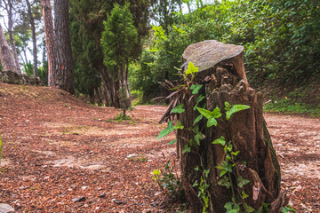 Fototapeta premium Striped cypress trunk, with some plants growing around it
