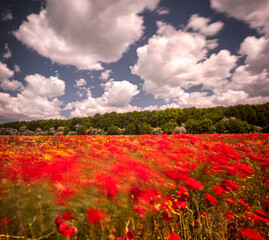Nice colorful poppy field in spring