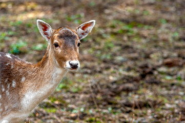 Portrait of a female fallow deer in the forest