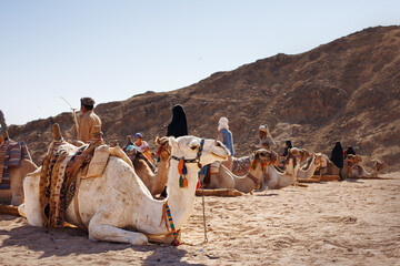 camels in the desert