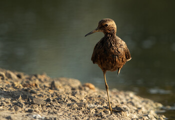 Wood Sandpiper soaked in oil at Asker marsh, Bahrain