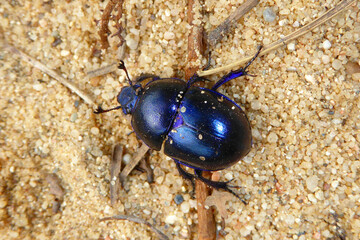 Bläulich lila schimmernder Waldmistkäfer (Anoplotrupes stercorosus) auf hellem körnigen Sanduntergrund im Frühling. Faszinierende Insektennahaufnahme. Fascinating dung dor beetle on golden sandy sand.