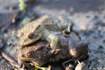 Closeup shot of the mating process of two large toads