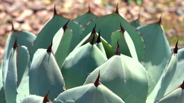 Large succulent, camera zooms in on outdoor plant