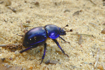 Bläulich lila schimmernder Waldmistkäfer (Anoplotrupes stercorosus) auf hellem körnigen Sanduntergrund im Frühling. Faszinierende Insektennahaufnahme. Fascinating dung dor beetle on golden sandy sand