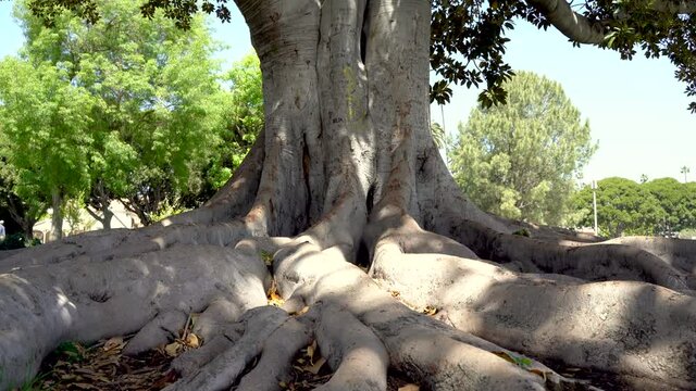 Tree with huge roots. The camera moves from below along the mighty roots of the tree and up to its leaves