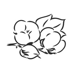Hand drawn cotton plant in vintage style.