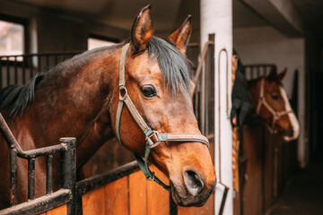 beautiful bay horses in the stable, horse boxes, horse stalls - obrazy, fototapety, plakaty
