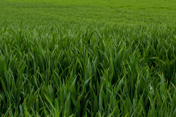 green grass field background in germany, closeup and full frame