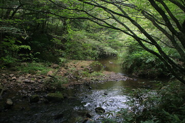 Naklejka premium 夏の岩屋堂公園を流れる渓流のせせらぎ