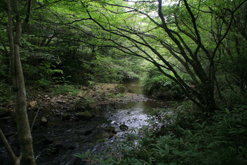 夏の岩屋堂公園を流れる渓流のせせらぎ