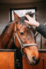 bay horse stroked on the head