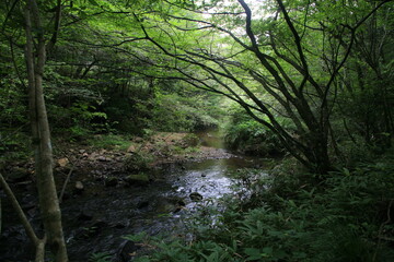 夏の岩屋堂公園を流れる渓流のせせらぎ