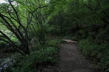 夏の岩屋堂公園、早朝の林道