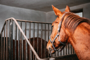 a profile of a chestnut horse in the stable