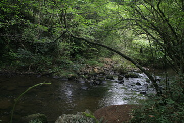 Fototapeta na wymiar 夏の岩屋堂公園を流れる渓流のせせらぎ