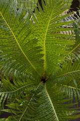 Leaves background. Selective focus on Blechnum gibbum, also known as miniature tree fern, new leaves sprouts. Beautiful green fronds, and leaflets texture, color and pattern.