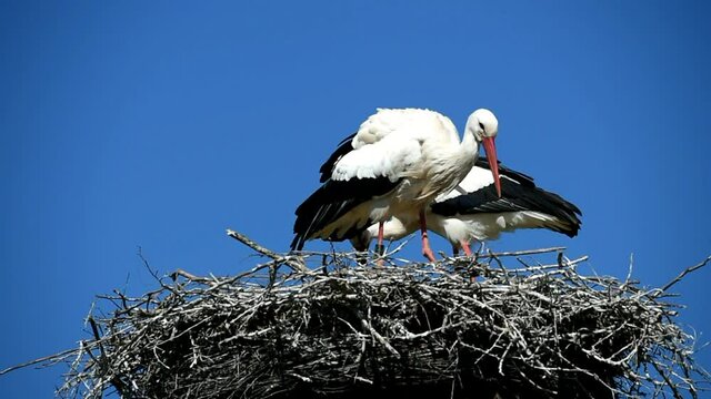 Wei&szlig;st&ouml;rche im Nest 