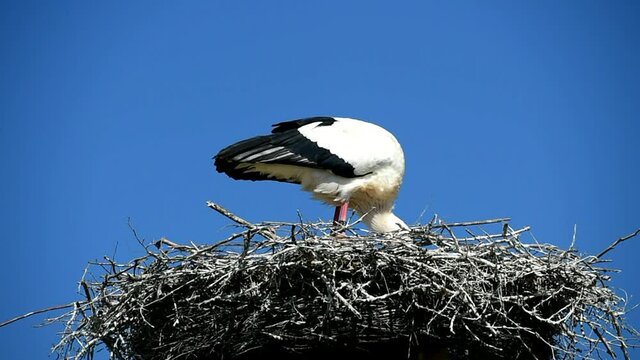 Wei&szlig;storch s&auml;ubert Nest 