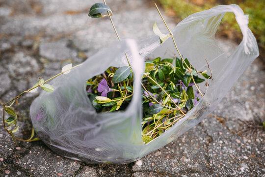 periwinkle in a plastic bag, seedling of plant, lesser periwinkle