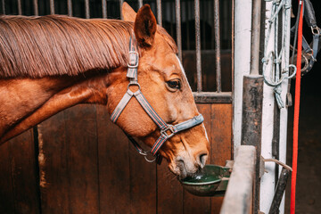 Fototapeta the chestnut horse drinks water in its stall, drinker in the stable obraz