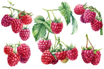 Set of Raspberry berries on an isolated white background. Watercolor botanical illustration