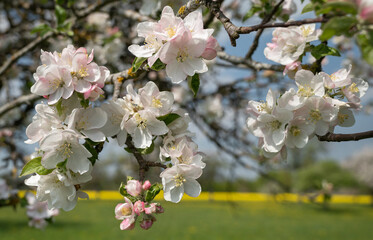 Schöne Apfelblüten in Nahaufnahme am Zweig eines Apfelbaums in blühender Natur