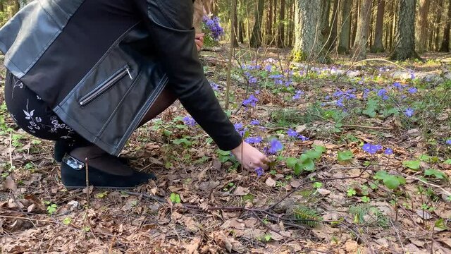 A young beautiful girl in black clothes plucks the first spring flowers of purple color in the forest, making them a festive gift bouquet. Mayflower blue flowers in coniferous forest in Europe 4k