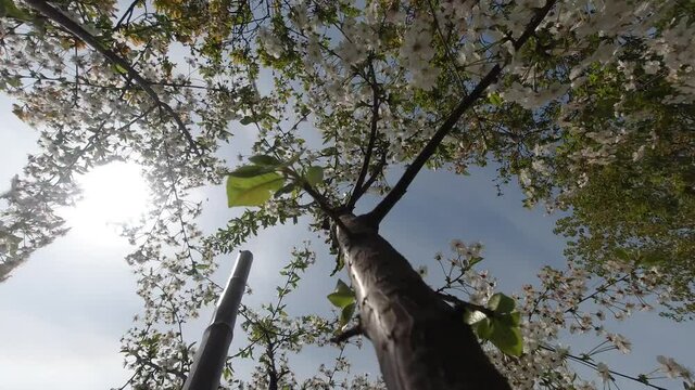 timelapse giardino piante fiori e cielo