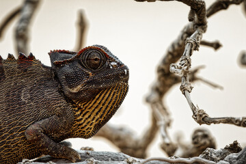 
Namaqua Chamäleon, chamäleon, afrika, wüste, gekko, natur, namibia, schwarz, tier, wildlife, sand, reptilien, hintergrund, makro, haut, wild, trocken, wildnis, fauna, reptil, tier, wild lebende tiere
