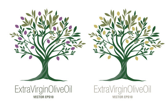 Olive Tree. Extra virgin olive oil symbol. Symbol of culture and Mediterranean food isolated on white background
