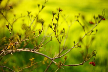 Old red hawthorn berries on a spring bush branch with fresh young leaves
