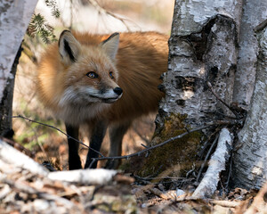 Red Fox Photo Stock. Fox Image. Close-up profile view in between birch trees the spring season  in its environment and habitat with a blur background. Picture. Portrait.