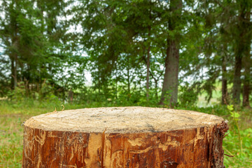 Template. Natural wood stump on a green forest background.