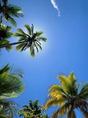 Fototapeta na wymiar palm trees in the sky with sun