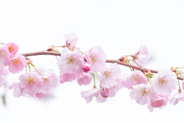 Obraz premium Beautiful nature scene with blooming tree.