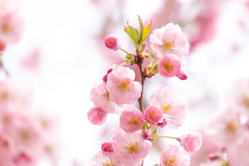 Beautiful nature scene with blooming tree.