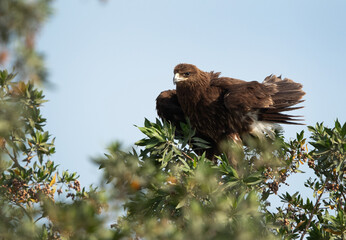 Fototapeta premium Greater spotted eagle perched on a tree, Bahrain