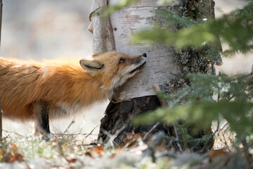Red Fox Photo Stock. Fox Image. Head close-up profile view in the spring season embracing a birch tree  in its environment and habitat with a blur background. Picture. Portrait.