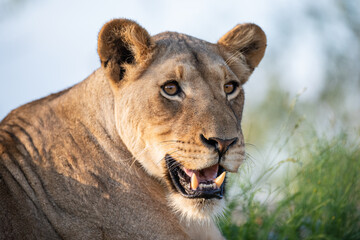 Female Lion seen on a safari in South Africa