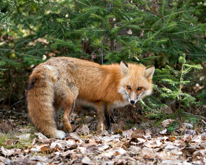 Naklejka na ściany i meble Red Fox Photo Stock. Fox Image. Close-up profile side view with spruce branches and brown leaves background in the spring season displaying fox tail, fur, in its environment. Picture. Portrait.