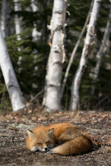 Red Fox Photo Stock. Fox Image.  Close-up profile view napping in the spring season displaying fox tail, fur, in its environment and habitat with a blur birch trees background.  Picture. Portrait.