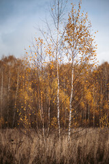 Birch tree with yellow leaves in field in autumn