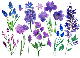 Fototapeta na wymiar set of watercolor illustrations spring wildflowers isolated on white background. lilac, irises, lavender, hyacinth, crocs. spring clipart
