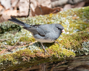 Junco Dark-eyed Photo. Standing on  moss rock with a blur background and enjoying its environment and habitat in the forest. Image. Picture. Portrait.